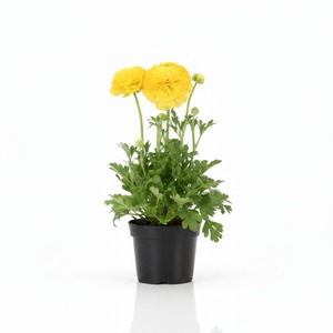 Ranunculus Vortex Lemonade - 1L Pot Yellow Flowers
