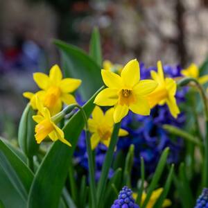 Dwarf Daffodil Bulbs 'Tete a Tete'