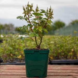 Marshalls Garden Rose ‘Rhapsody In Blue’ ROTY 2003, Shrub Rose, 4L Plant
