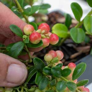 Marshalls Garden Lingonberry Plant 2L