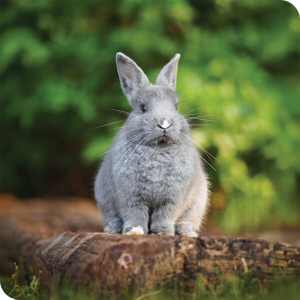 rabbits bunny small pets