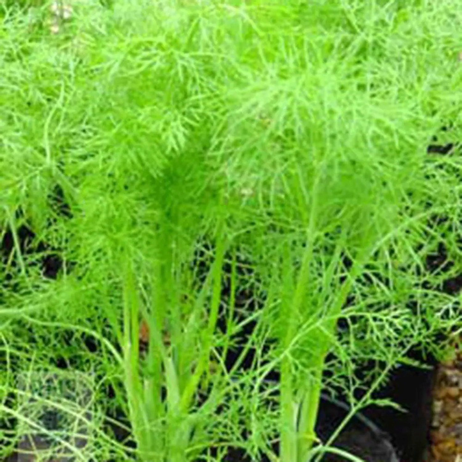 Primrose Foeniculum Vulgare Fennel Or Foeniculum Vulgare 9Cm Pot Herb Garden Plant - Green / 1