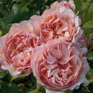 Plant Theory Cutie Pie Shrub Rose Thorn Free White and Pink Flowers 2L Pot