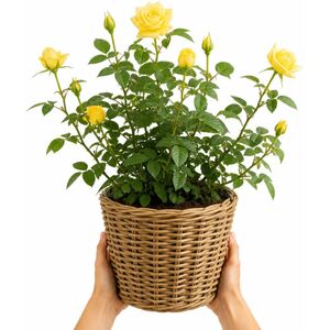 Plants By Post 5L Anniversary Wishes Yellow Rose Bush B