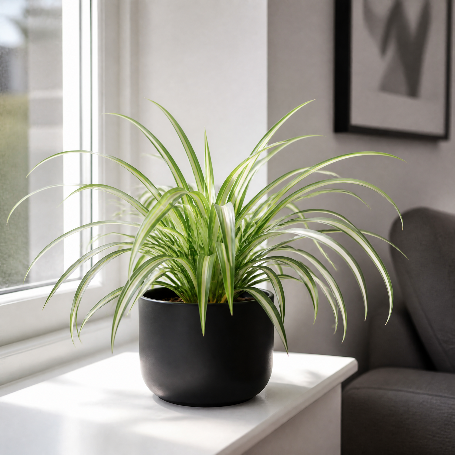 Plants By Post Chlorophytum Spider Plant E - Matt Black