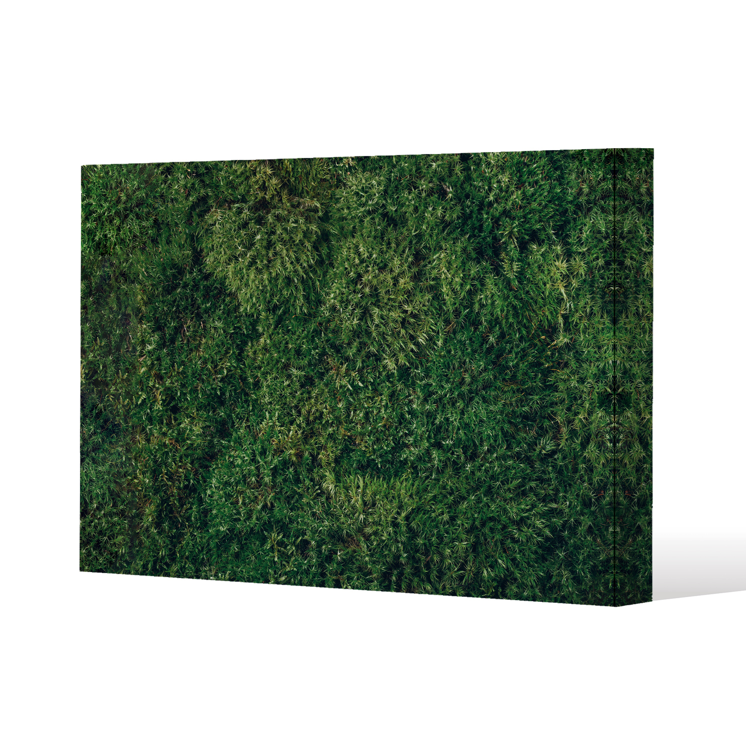 Natural green moss Canvas Print - Green / 91cm / 61cm