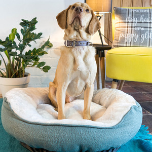 Grey High Sided Deep Filled Donut Bed shot 1681437