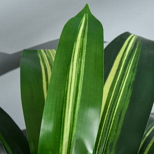  shot 5454296