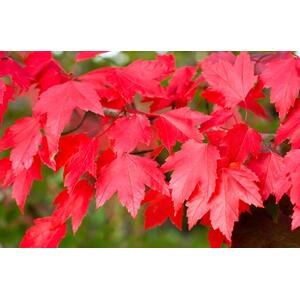 Acer Rubrum Sun Valley Tree 6ft Tall, 12L Pot by Directplants