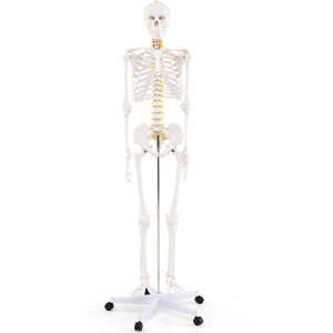 Life Size Human Skeleton Model