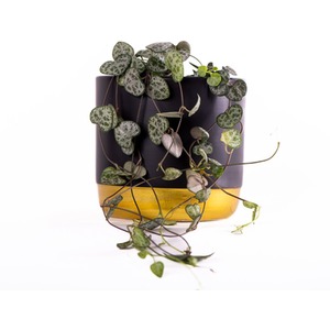String of Hearts Ceropegia with Ceramic Pot