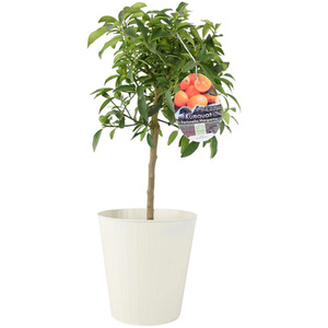 Citrus Kumquat Tree in Pot - Fragrant Edible Fruit Tree for Home Patio