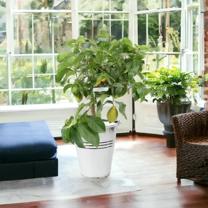 Citrus Lemon Tree in 19cm Pot - Indoor Outdoor Edible Fruit Plant