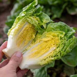 Marshalls Garden Little Gem Lettuce Seeds, 1g pack - approx 4,200 seeds, compact heads