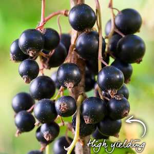 Marshalls Garden Blackcurrant Titania Hardy Patio Fruit Plant