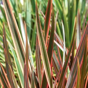 Marshalls Garden Phormium Plant 'Maori Queen' - Colourful Evergreen Border Accent 9cm Plant