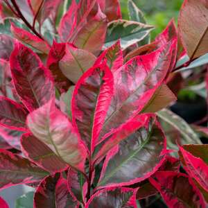 Photinia x fraseri 'Louise' V