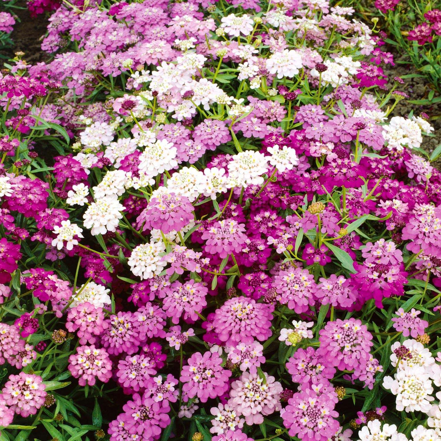 Unwins Candytuft Seeds Dwarf Fairy Mix - Green