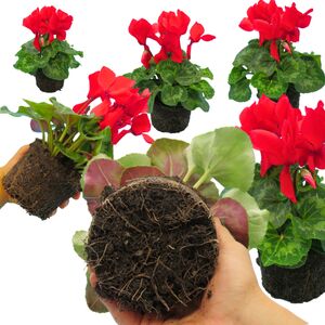 Plants By Post Cyclamen Flame Scarlet Flowering Outdoor Plants 1Ltr Pots