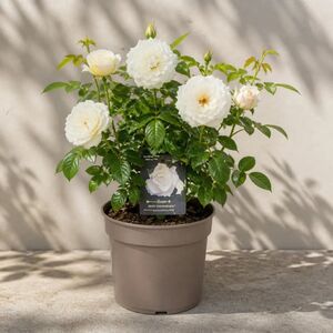 Plants By Post 3L Silver Anniversary Yellow Rose Bush B