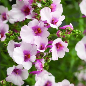 Diascia Flying Colours Appleblossom 9cm Pots x 3 Trailing Pink Flowers