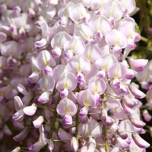 Wisteria Floribunda Kuchi-beni Wisteria Pink Climbing Plant