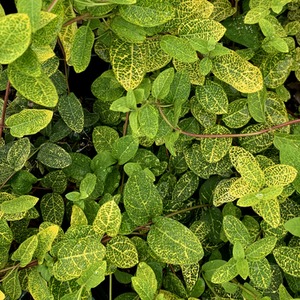 Lonicera japonica Aureoreticulata