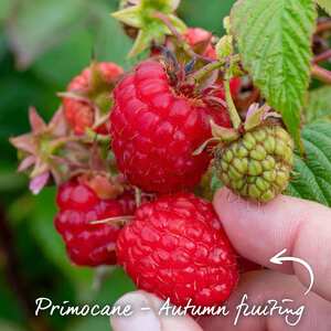 Raspberry 'Autumn Bliss' - Autumn-fruiting compact hardy raspberry plant, 5 bare-root