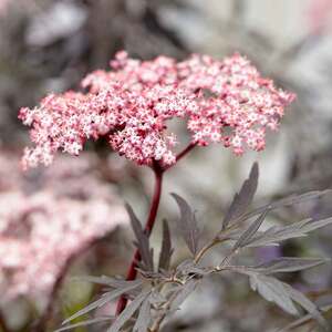 Marshalls Garden Sambucus nigra 'Black Lace' 9cm pot hardy black elder shrub 9cm Plant