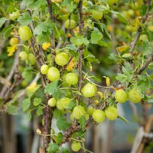 Marshalls Garden Gooseberry 'Hinnonmaki Green' Standard Plant