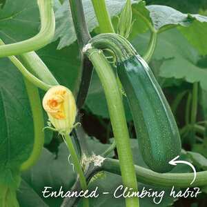 Black Forest F1 Climbing Courgette Seeds High Yield