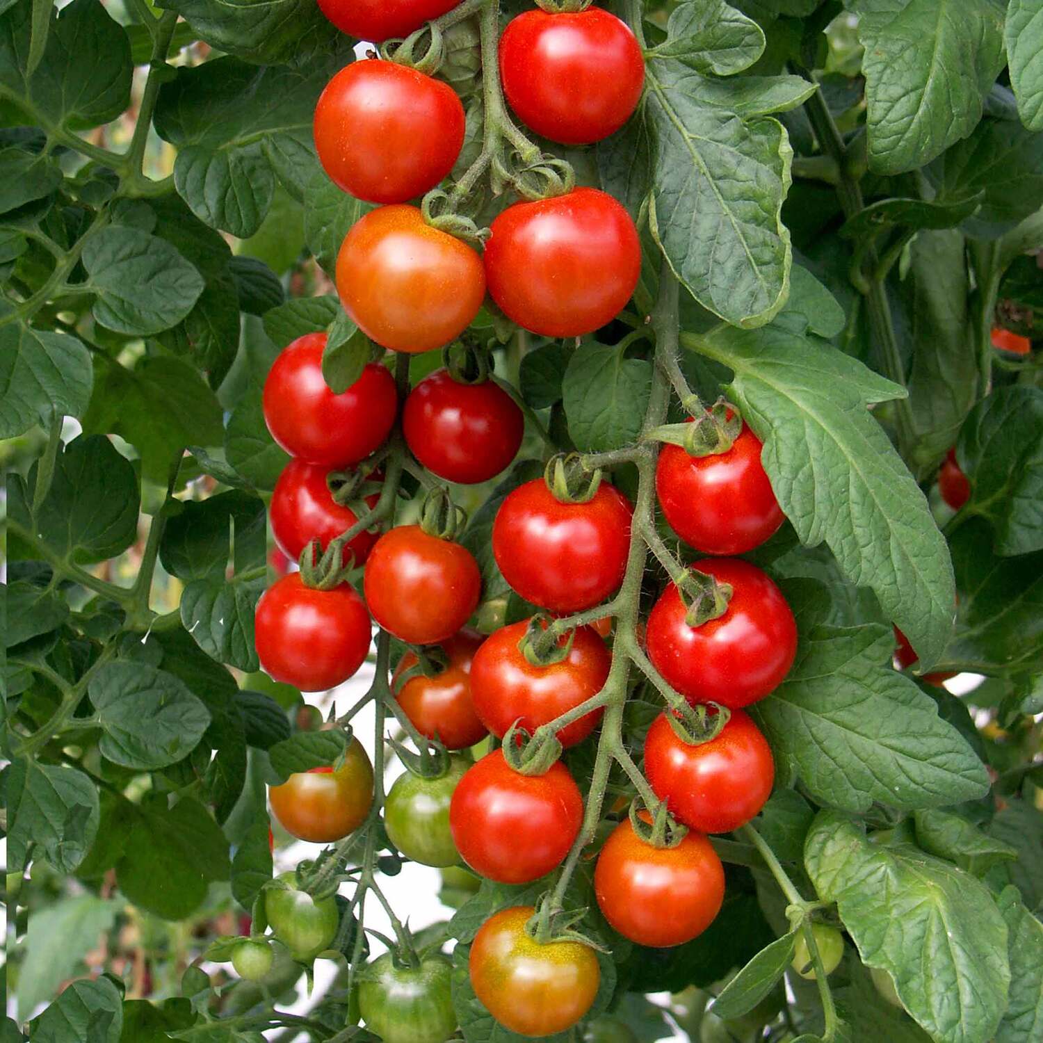 Marshalls Garden Pea Seeds 'Early Onward' - Heavy-cropping, quick-maturing - Green