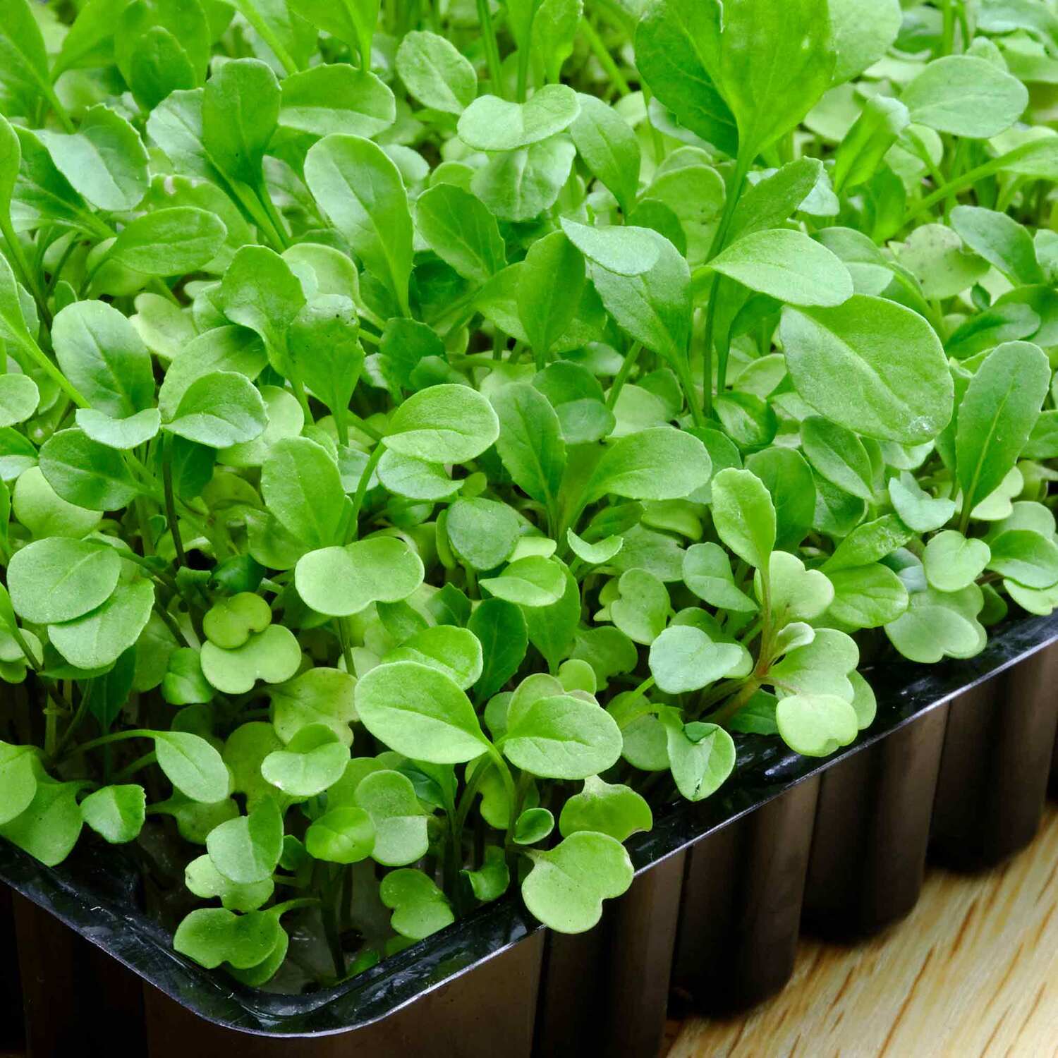 Unwins Microgreens Seeds Broccoli - Green