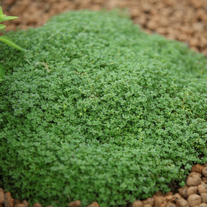 Thymus Serpyllum Minor Thyme Herb Garden Plant 9cm Pot