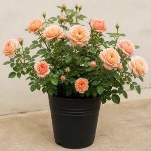 Plants By Post 5L Many Happy Returns Peach Rose Bush A