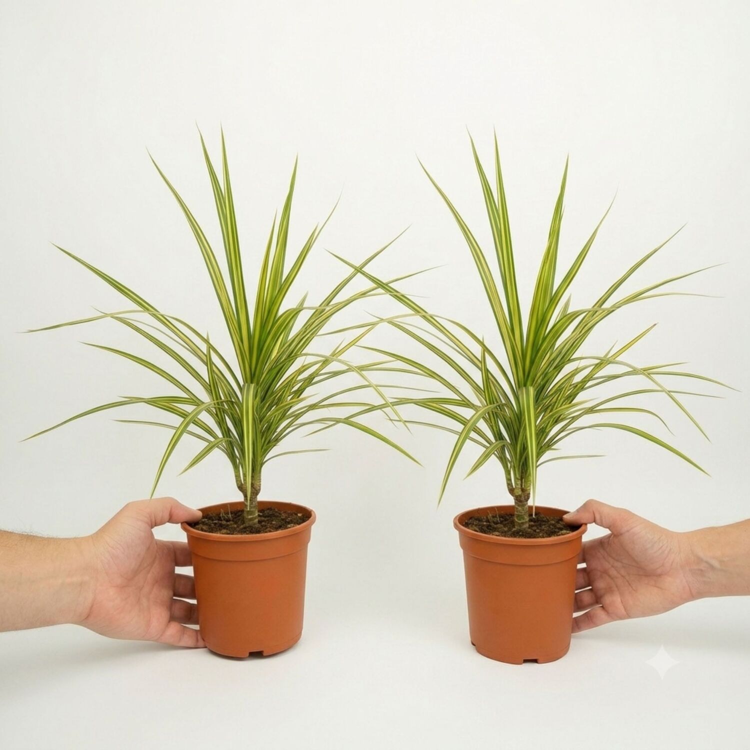 Plants By Post Dracaena Marginata Dragon Tree I - Plant
