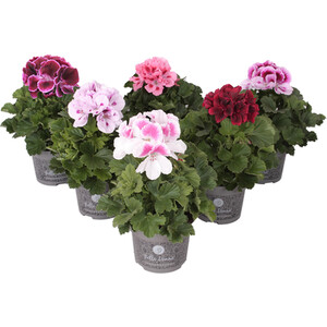 Fragaria Strawberry Plant - 40cm / Early Mix