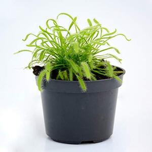Fly Trap Cape Sundew Drosera Capensis