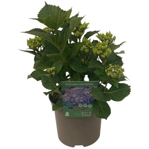 Agapanthus Blue 13cm - Blue