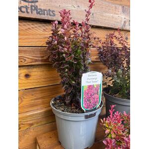 3x Mixed Large Purple  Red Leaf Berberis Shrubs in 3L Pots By Direct Plants