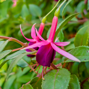 Fuchsia Mrs Popple