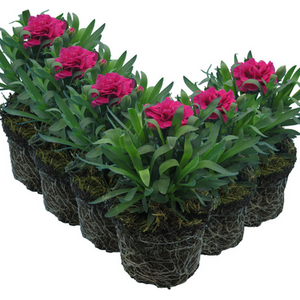 Carnation Oscar 10.5cm x 3 or 6  Timeless Red Blooms with Classic Fragrance