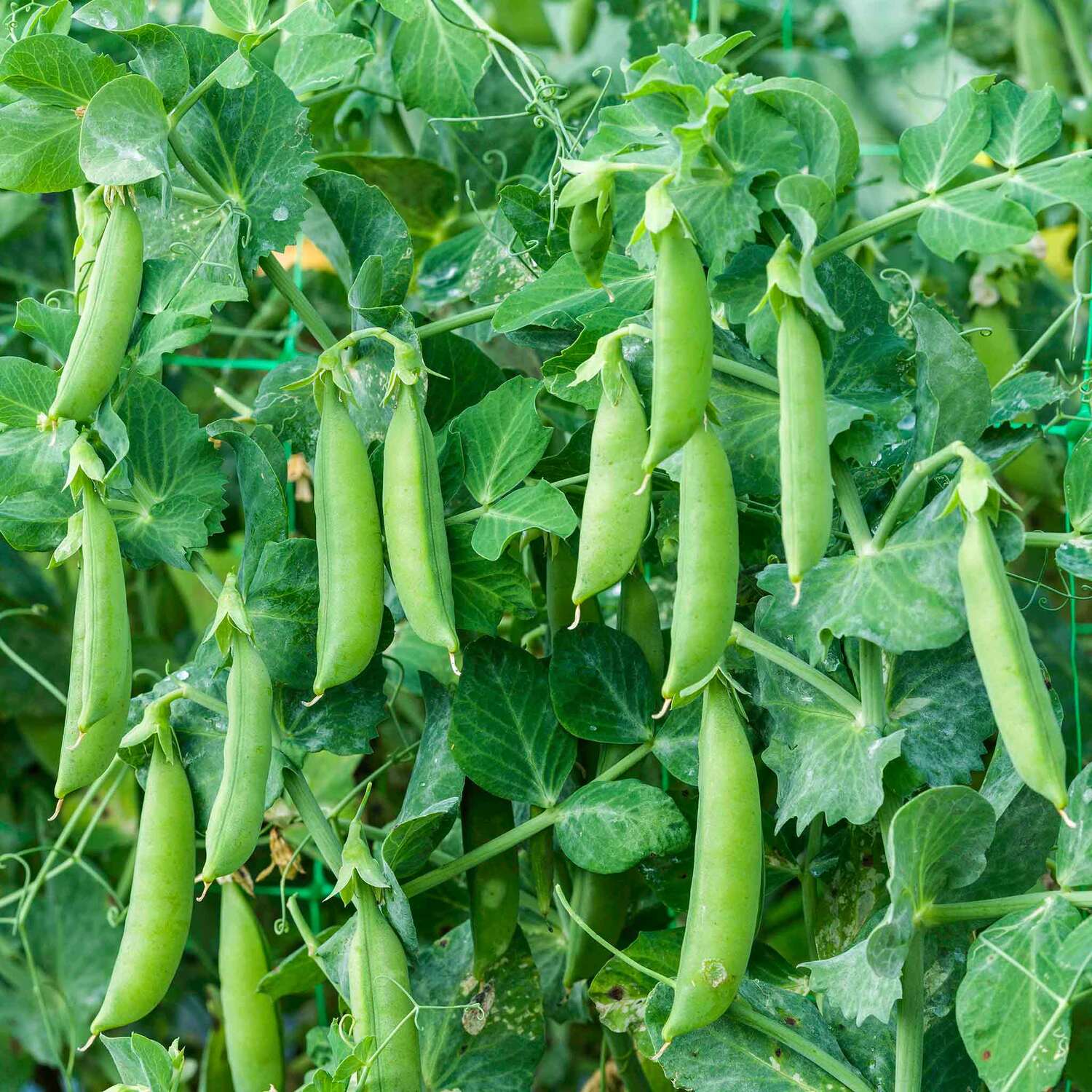 Marshalls Garden Moonshine F1 Sweetcorn Seeds - Super-Sweet, High-Yield - Yellow
