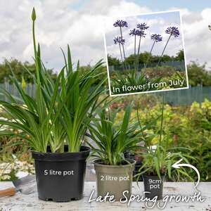 Agapanthus 'Twister'