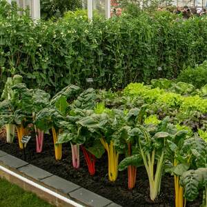 Marshalls Garden Bright Lights Swiss Chard Seeds, RHS-recognised, 100 seeds, colourful stems