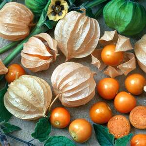 Cape Goosberry Seeds 'Little Lantern'