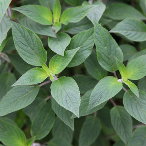 Salvia Elegans Pineapple Sage Herb Garden Plant 9cm Pot