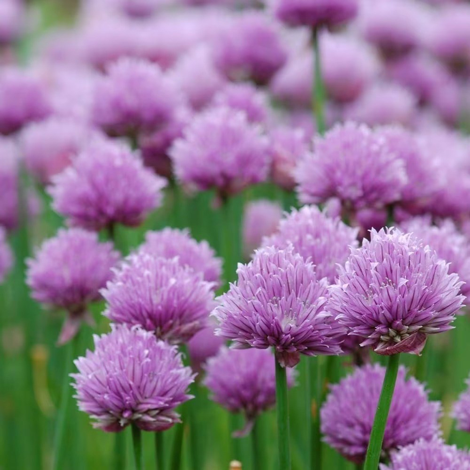 Primrose Chives Allium Schoenoprasum 9Cm Pot Herb Garden Plant - Purple / 1