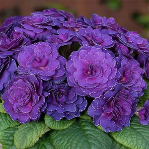 Primrose Belarina Series Violetta Autumn Bedding Plant 9cm Pot