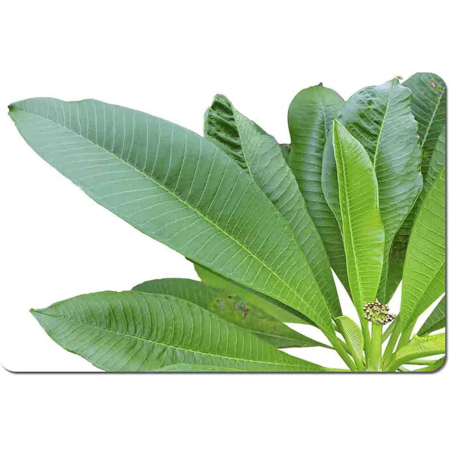 Image of Collection Of Green Leaves On White&hellip;
